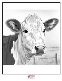 Cow Coloring Pages 13B