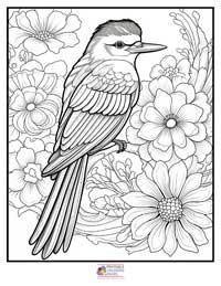 Birds
 Coloring Pages for Adults 7B