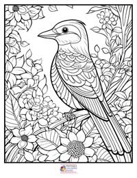 Birds
 Coloring Pages for Adults 9B