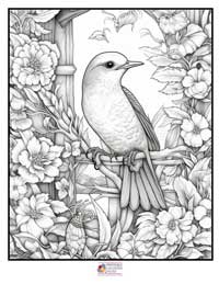 Birds Coloring Pages 10B