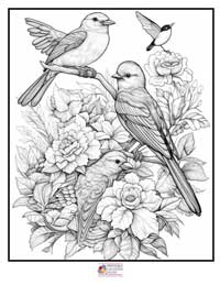 Birds Coloring Pages 18B