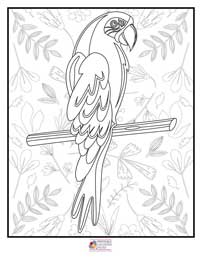 Birds Coloring Pages 5B