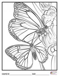 Butterfly Coloring Pages 16 - Colored By