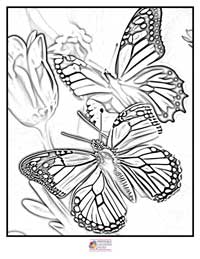 Butterfly Coloring Pages 18B