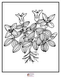 Flowers Coloring Pages 5B