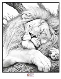 Lion Coloring Pages 8B
