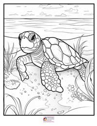 Turtle Coloring Pages 14B