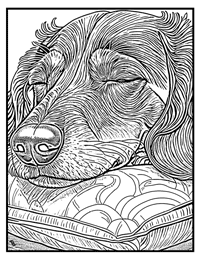 Dachshund Coloring Page 11 With Border