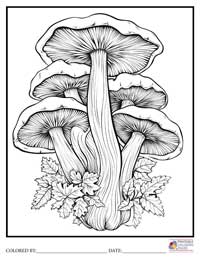 Mushroom Coloring Pages for Adults 2 - Colored By